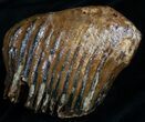 Partial M Mammoth Molar From North Sea #4246-2